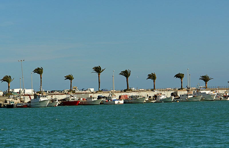 Palm Trees dans un port d'Imperia