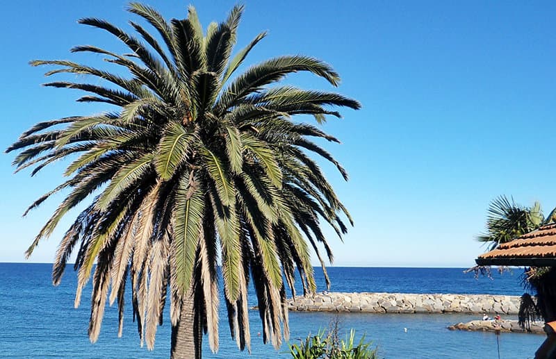 Un palmier Ã  cÃ´tÃ© de la mer Ã  San Lorenzo al Mare