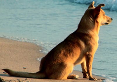Un chien est relaxant à une petite plage de chien en Ligurie