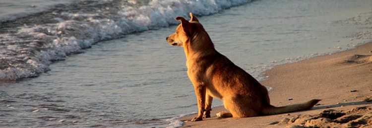 Détendez avec votre chien sur la plage en Ligurie