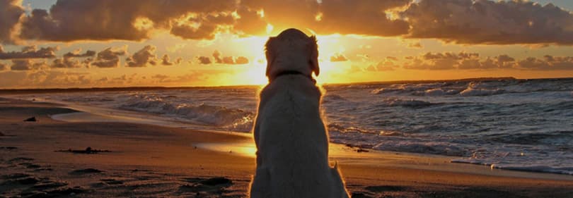 Un chien regarde un coucher de soleil en Ligurie