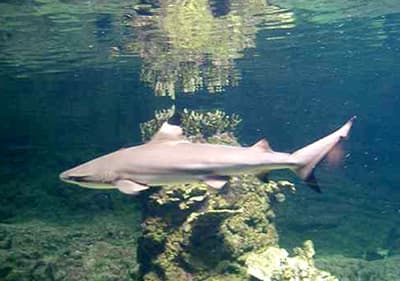 Un petit requin dans l'aquarium de Gênes en Ligurie