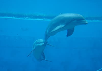 Un dauphin Aquarium de Gênes, Ligurie