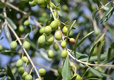 Vert d'oliviers de Taggiasca olivier