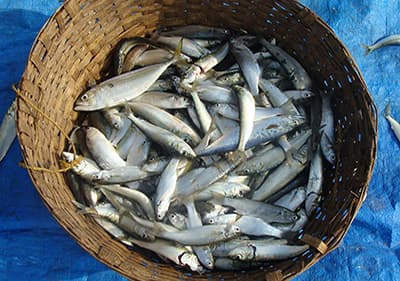Filetti di Alici, petites sardines juste pris de la mer
