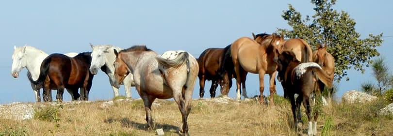 Les chevaux sont en appréciant la nature