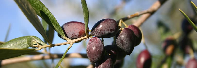Taggiasca Olives en Ligurie